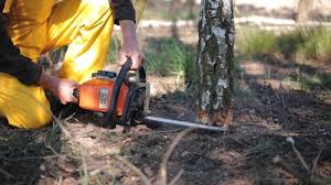 How Our Tree Care Process Works  in  Little Walnut Village, NM